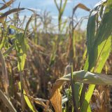 Suša, mraz i protesti: Ima li država pola milijarde evra da ispuni "ultimatum" poljoprivrednika? 5