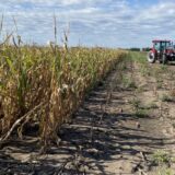 Suša naterala ratare da ranije skidaju kukuruz sa njiva: "Nema više šta da se čeka, spasavamo šta možemo" 11