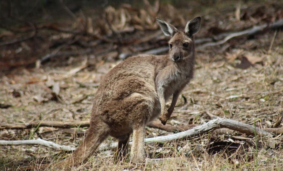 Kengur kućni lubimac ubio čoveka u Australiji 1