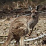 Kengur kućni lubimac ubio čoveka u Australiji 2