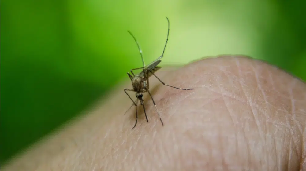 Suzbijanje komaraca na Paliću od srede 1