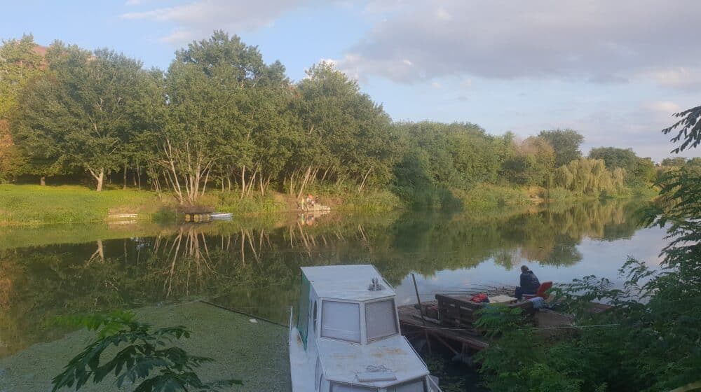 Za suzbijanje komaraca i ambrozije Zrenjanin dobio privatnog partnera 1