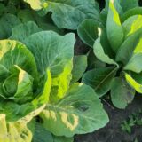 5 razloga zbog kojih treba da jedete kupus 11