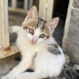 Dođeš u kafić, popiješ kafu i povedeš mačku kući: Grupa subotičkih srednjoškolaca smislila genijalni plan 13