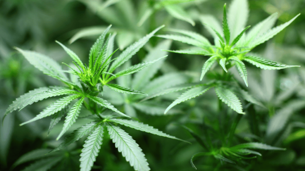 Nemačka Vlada predložila zakon o legalizaciji korišćenja i gajenja marihuane 1