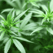 Zbog gajenja marihuane uhapšen Čačanin 18