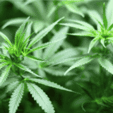 Zbog gajenja marihuane uhapšen Čačanin 8