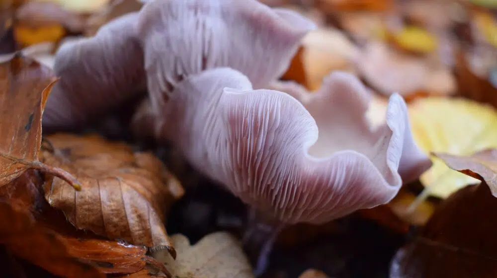 Ovo je pet najskupljih jestivih pečuraka na svetu 1