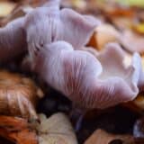 Ovo je pet najskupljih jestivih pečuraka na svetu 10