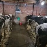 Manja proizvodnja mleka i veći uslov logična posledica decenije zanemarivanja mlekarstva 6