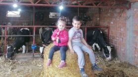 mleko3 Zašto nema mleka: Ljubiša Vranac, stočar iz Žablja kod Zrenjanina, otkriva kako uzgoj krava može jedino da se isplati 2