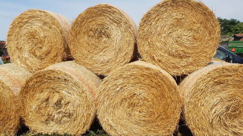 U vreme nestašice mleka, vlast u Sečnju ukida pašnjake 1