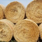 U vreme nestašice mleka, vlast u Sečnju ukida pašnjake 5