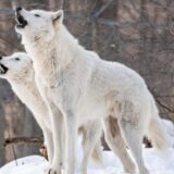 Kineski naučnici klonirali arktičkog vuka 1