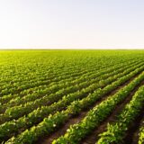 U Ljuboviji edukacija za poljoprivrednike o prednostima uzgoja soje 8