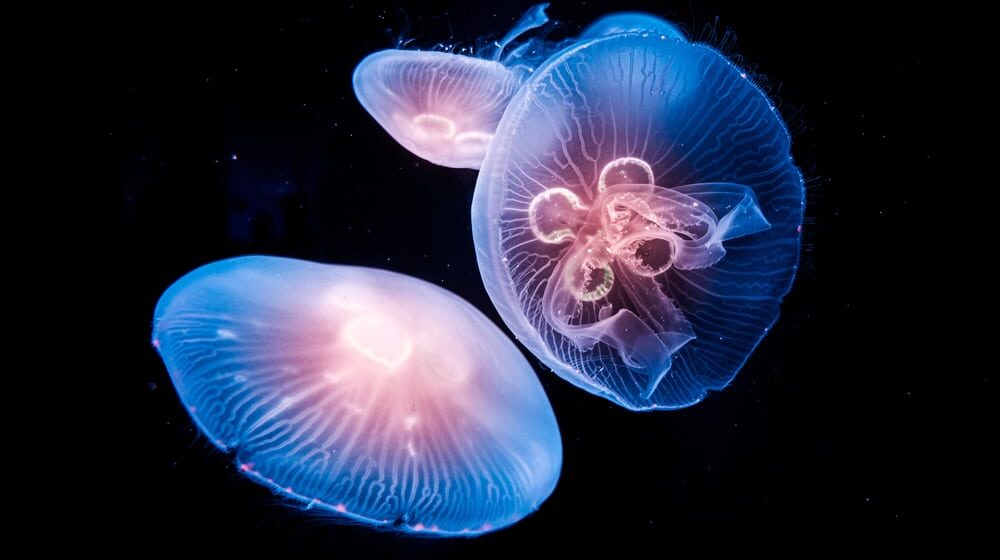 Neke vrste meduza su besmrtne: Koja je njihova tajna? 1
