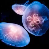 Neke vrste meduza su besmrtne: Koja je njihova tajna? 10