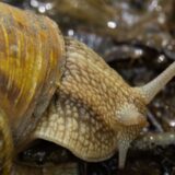 Rashlađeni puževi, bumbari, zmije: Čime sve Srbija trguje u svetu? 3