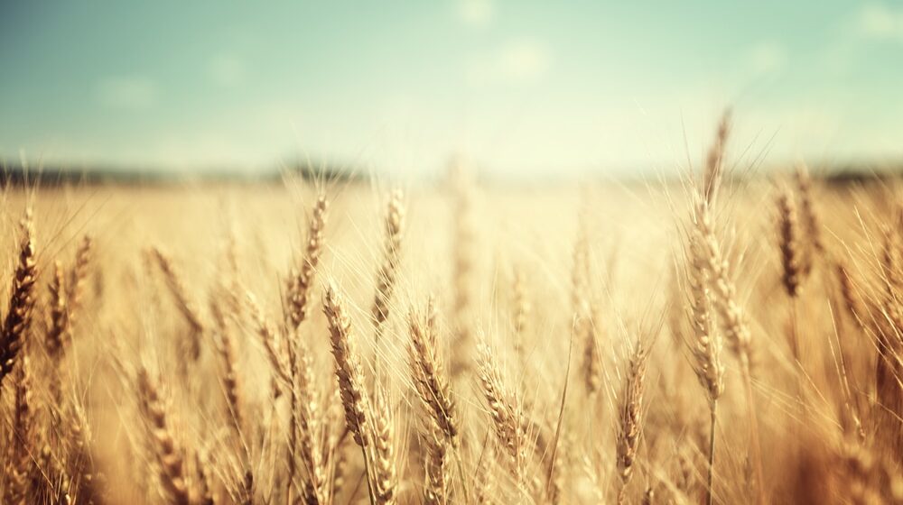 Kako klimatske promene utiču na domaću pšenicu? 1