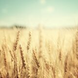 Kako klimatske promene utiču na domaću pšenicu? 10