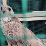 Zrenjanin: U ataru Elemira spasen stepski soko 2