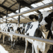 Glamočić: Povećati subvencije za stočarstvo, to bi podiglo i cene žitarica 15