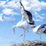 WWF objavila Nacionalni izveštaj o kažnjivim delima protiv divljih vrsta u Srbiji: Koji su najčešći predmeti sankcionisanja? 9