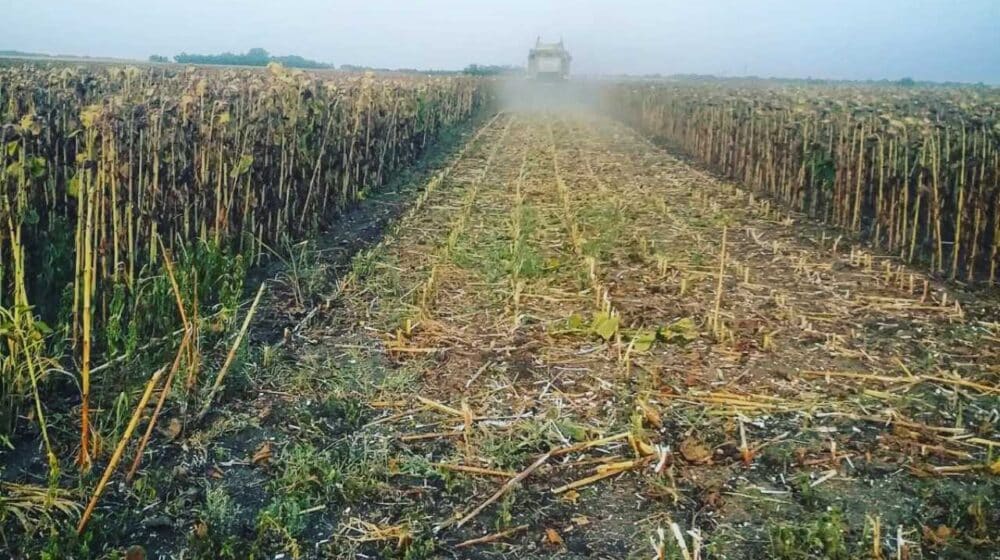 U srednjem Banatu završena žetva uljarica, prinosi ispod proseka, a poljoprivrednici nezadovoljni 1