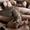 Sve manje krava i svinja u EU, ali i Srbiji 18