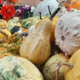 Za vikend 14. "Tikvijada" u Nikoličevu kod Zaječara 6