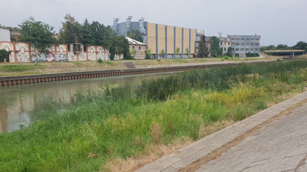 U Zrenjaninu počelo uništavanje emerznih korova i trstika 1