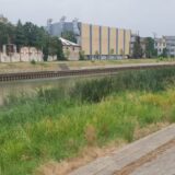 U Zrenjaninu počelo uništavanje emerznih korova i trstika 1