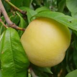 Ima karakterističan miris i nije toliko slatka: Kojim vitaminima je bogata vinogradska breskva? 5