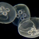 Kako bi ograničenje porasta temperature donelo spas za skoro 25 hiljada morskih vrsta? 2