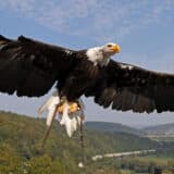 Poslednji čuvari tradicije: Mongolski lovci kojima su orlovi mnogo više od običnog oružja 3