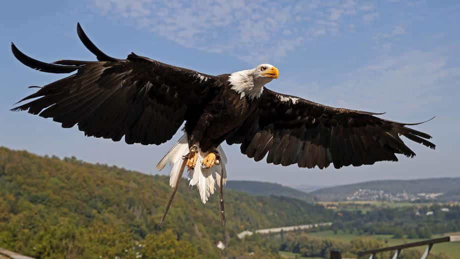 Poslednji čuvari tradicije: Mongolski lovci kojima su orlovi mnogo više od običnog oružja 1