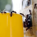 Otvoren 48. Međunarodni sajam pčelarstva 8