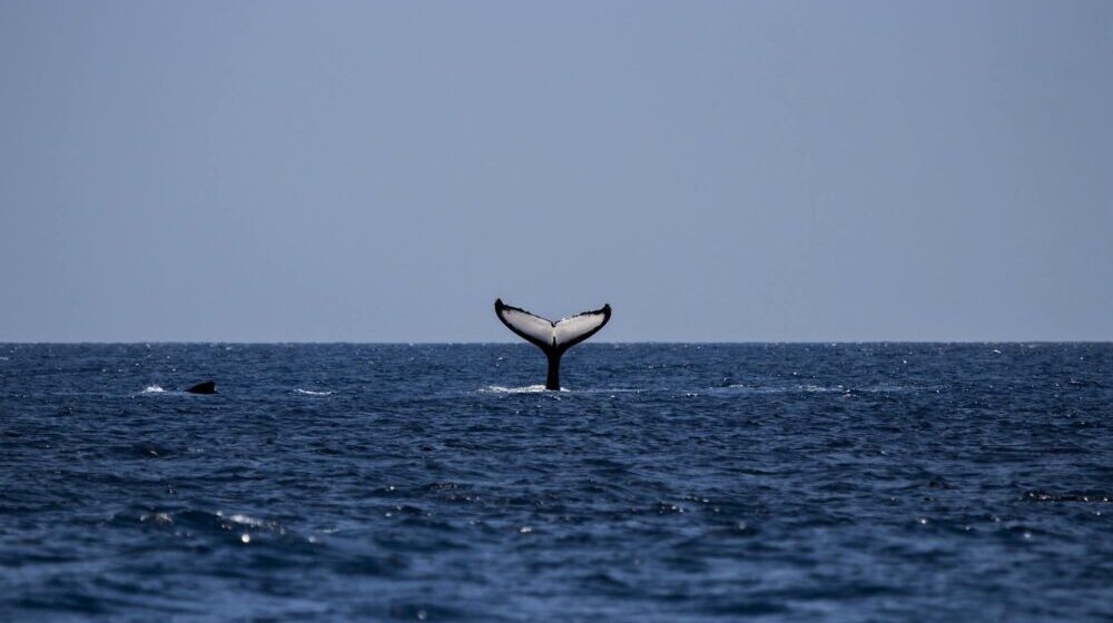 U Australiji 14 kitova ulješara pronađeno nasukano na obalu 1