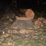 Pokret juga Srbije traži hitnu reakciju: Opasnost kod Omladinskog stadiona, dotrajala stabla prete rušenjem, dok se borovi seku 6