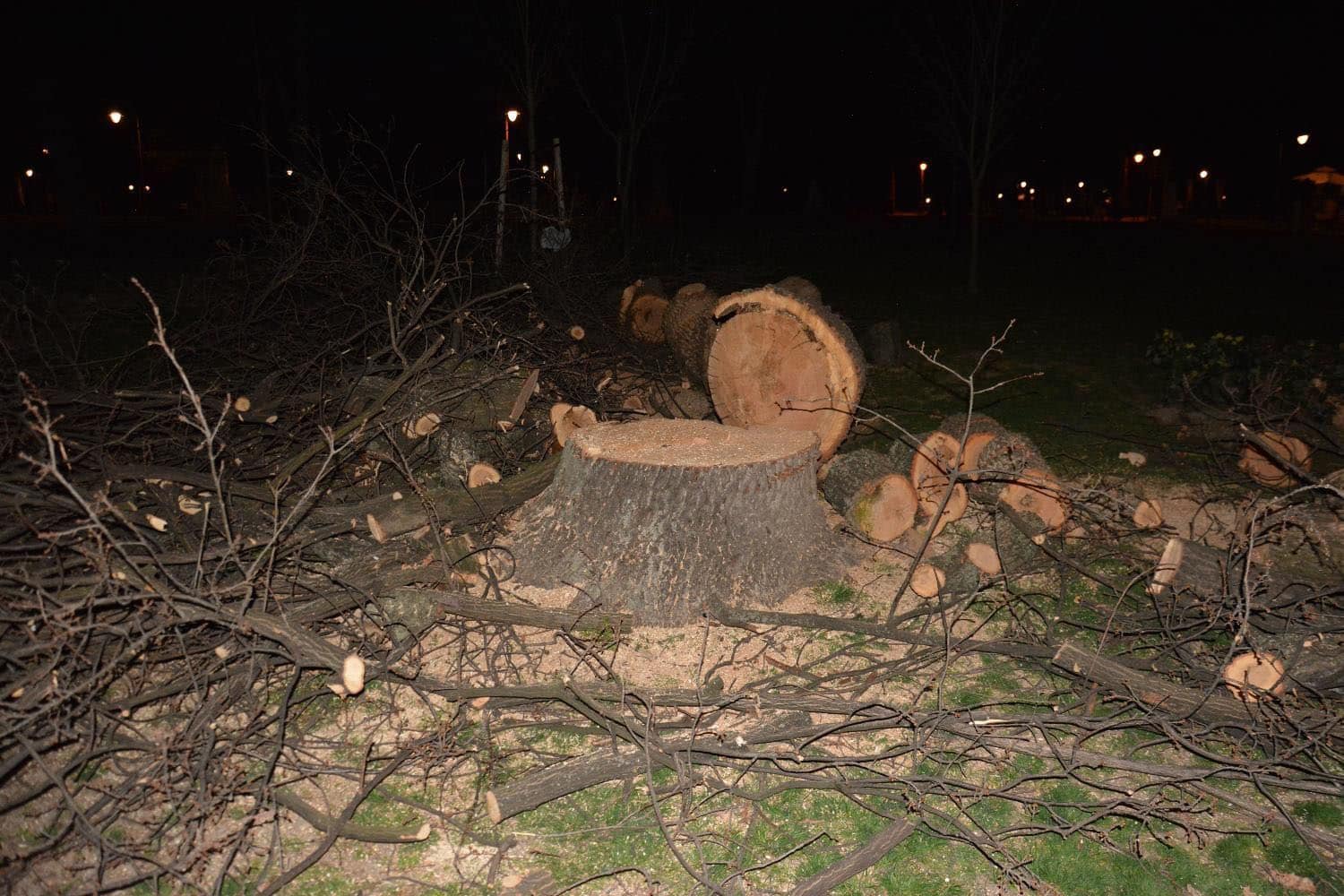 Posle Konjarnika, seča šume i na Bežaniji: Stabla stara više od 80 godina, meštani se bune 3 Posle Konjarnika, seča šume i na Bežaniji: Stabla stara više od 80 godina, meštani se bune 3