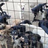 Brutalno mučenje pasa u Subotici: Volonteri koji spasavaju pse upozoravaju da bolje žive životinje na ulici od onih u dvorištima 5