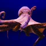 Svetski dan hobotnica: Deset neverovatnih činjenica o ovim životinjama 9