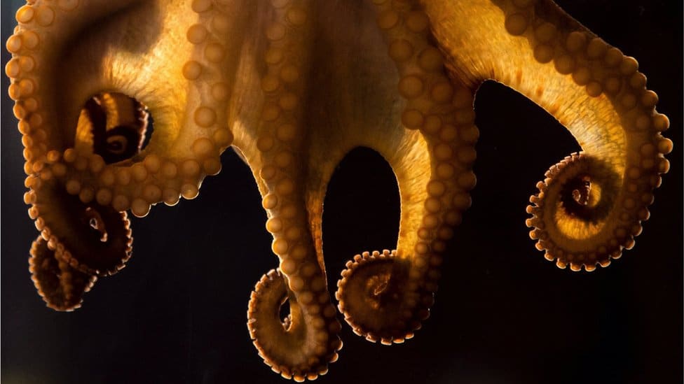 hobotnica fotografisana iz blizine