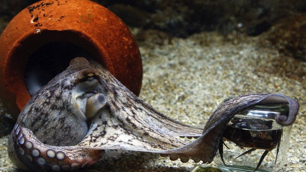 Hobotnica stara dva meseca pokušava da odvrne poklopac na tegli kako bi iz nje izvadila rakove