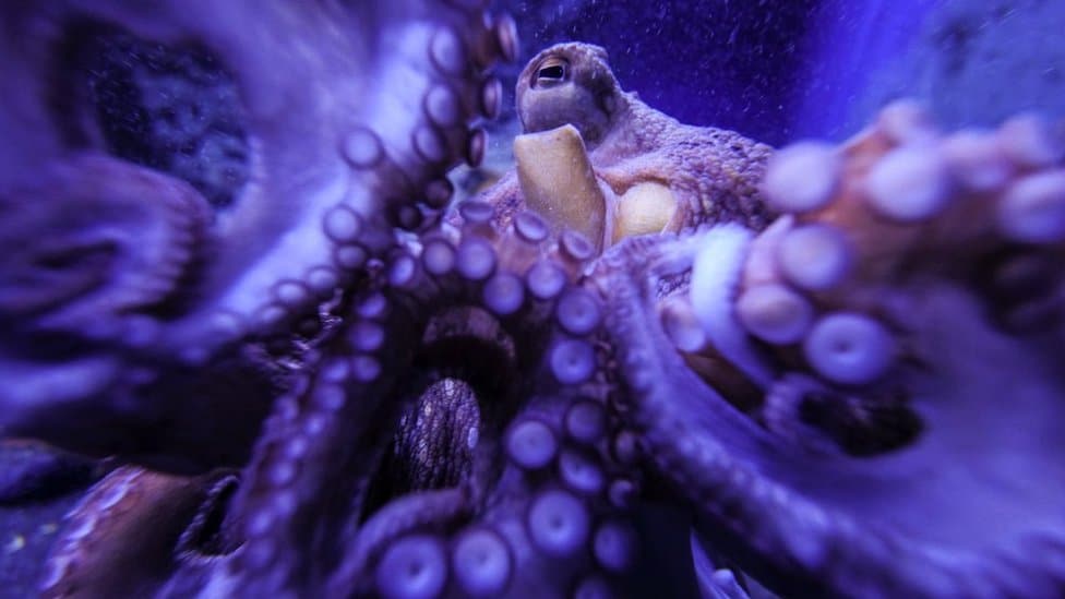 Svetski dan hobotnica: Deset neverovatnih činjenica o ovim životinjama 10 Hobotnica pliva u bazenu