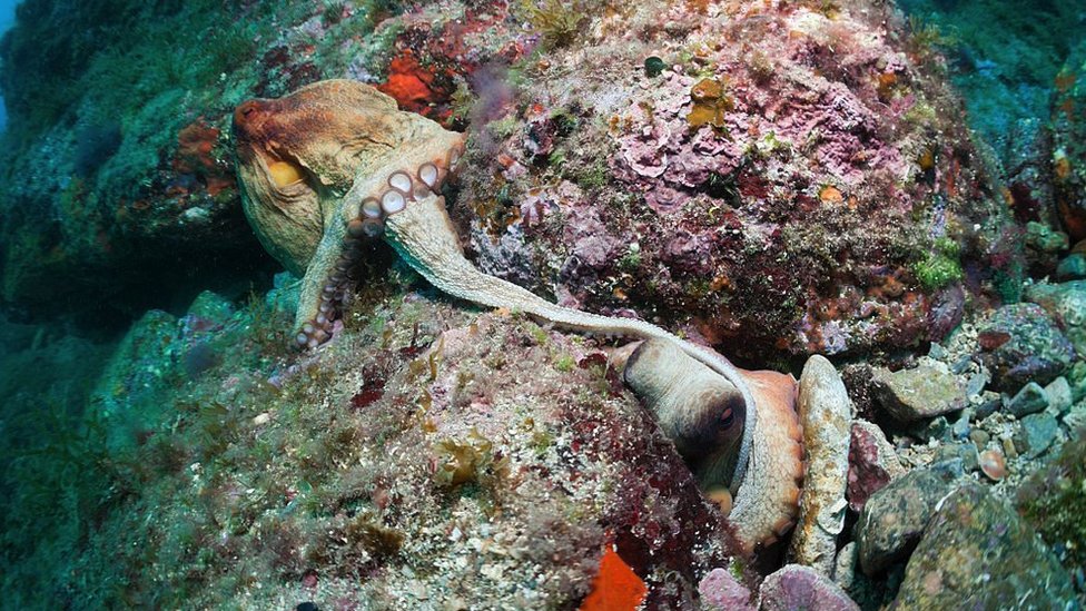 Svetski dan hobotnica: Deset neverovatnih činjenica o ovim životinjama 7 Hobotnice se pare