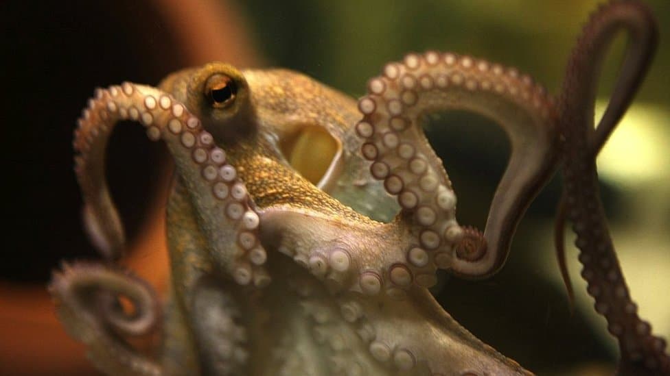 Svetski dan hobotnica: Deset neverovatnih činjenica o ovim životinjama 6 Hobotnica Pol Drugi zadivila je svet neobičnom spretnošću da tačno predvidi rezultat fudbalskih utakmica na Svetskom prvenstvu