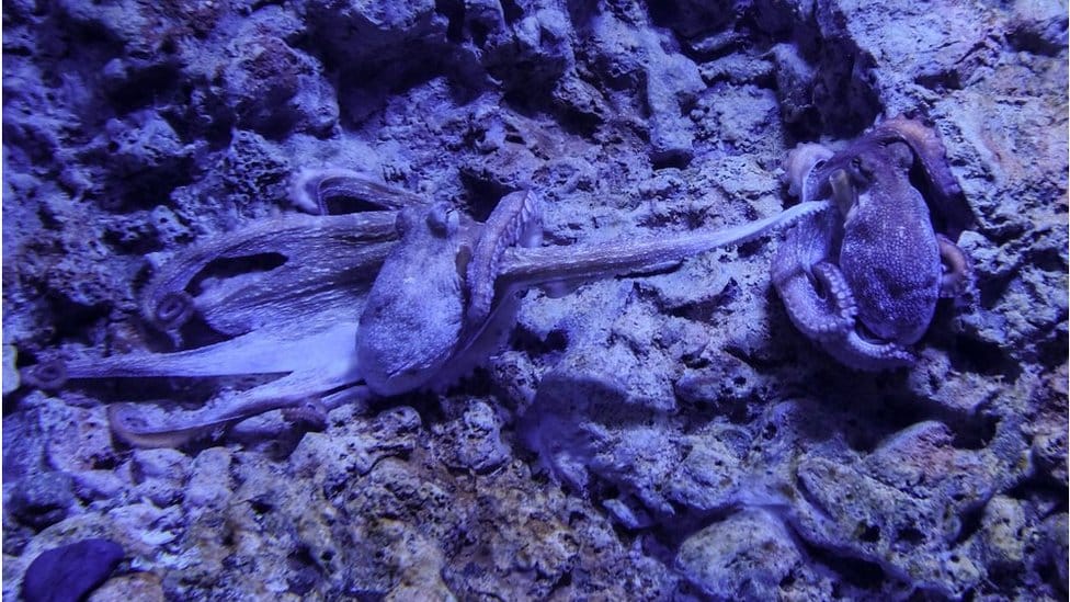 Svetski dan hobotnica: Deset neverovatnih činjenica o ovim životinjama 8 Jedna hobotnica pruža pipak ka drugoj