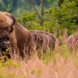 Konzervacija i priroda: Zaštita divljih životinja u Evropi pomaže u oporavku mnogih vrsta, otkriva izveštaj 5