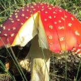 Srbija, trovanje pečurkama: Na šta treba da pazite kada berete gljive, a šta se dešava ako se otrujete 11